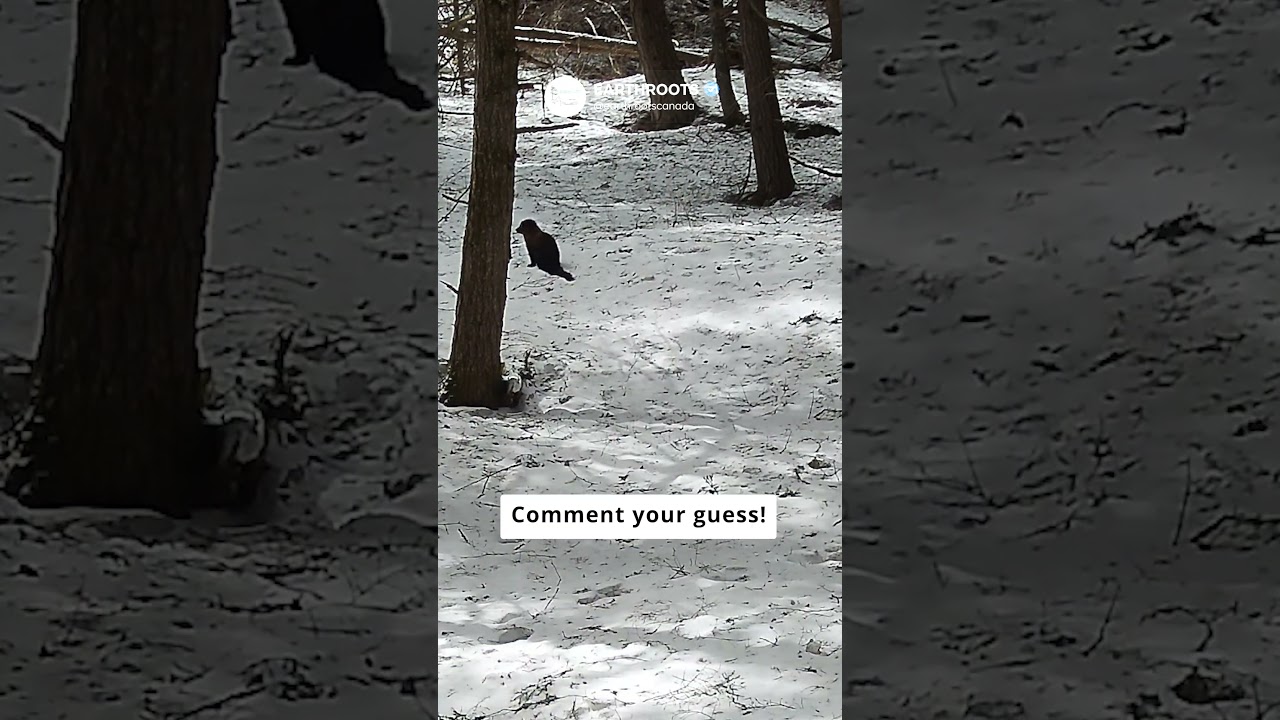 EYES IN THE FOREST | Can You Identify This Ontario Animal?