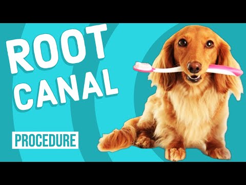 Root Canal On Dog