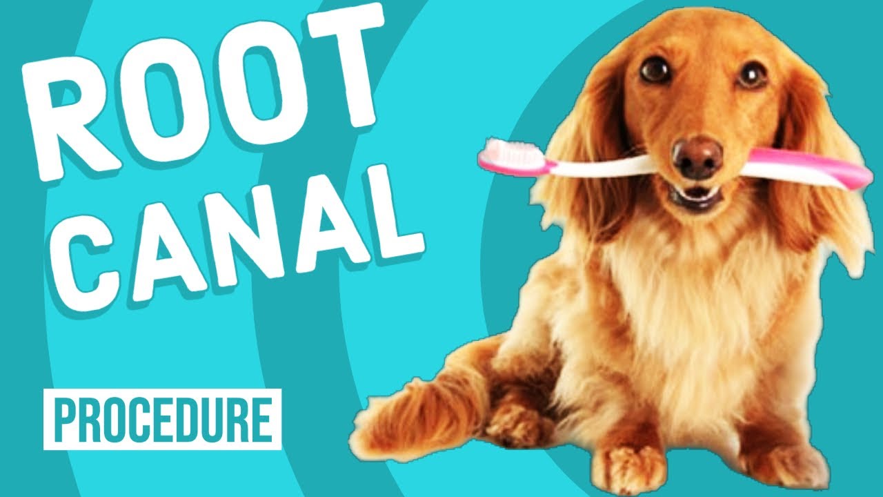 Root Canal on Dog YouTube
