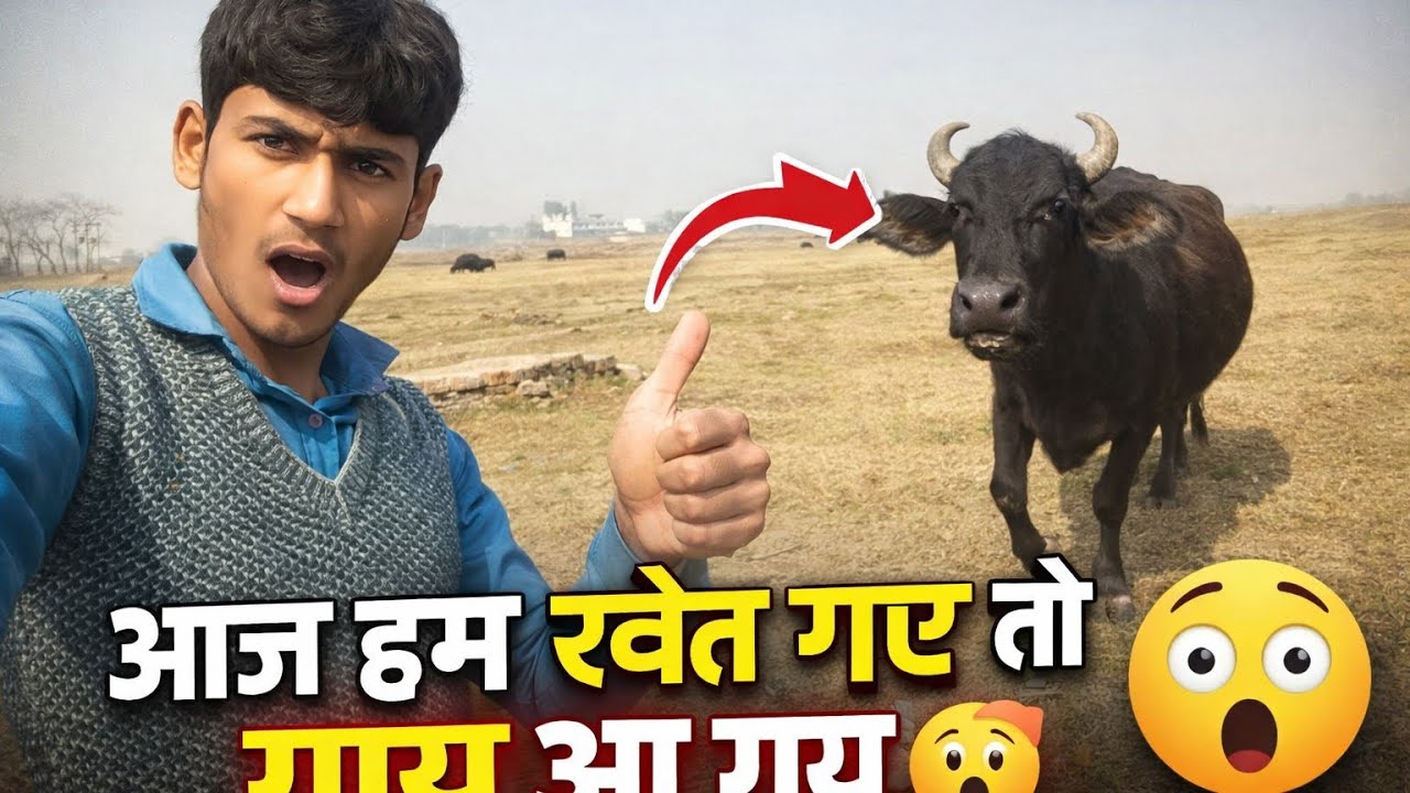 आज हम सब जीत गए थे देखिए खेत में क्या हो गया नीलगाय पूरा खेत खराब कर दी😲