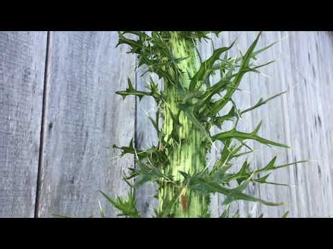 Video: Thistle (grass) - Useful Properties And Uses Of The Plant. Thistle Varifolia, Field, Common, Bristly, Garden