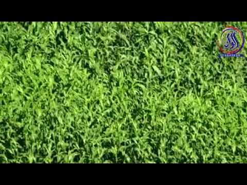يا هلال الفلك الحاثي
