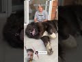 #big#size#dog #shortvideo #