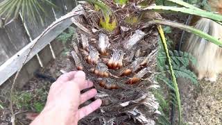 Clumping palm tree for Central Texas landscapes