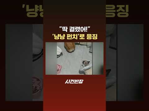 &amp;#<strong>39</strong>;사료 절도범&amp;#<strong>39</strong>; &amp;#<strong>39</strong>;냥냥 <strong>펀치</strong>&amp;#<strong>39</strong>;로 응징 #Shorts #JTBC