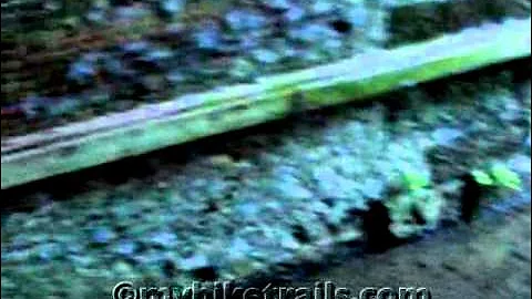 C&O Canal Video - Paw Paw Tunnel