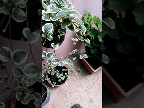 Cezayir menekşesi çoğaltmasi ve nasıl koklenir