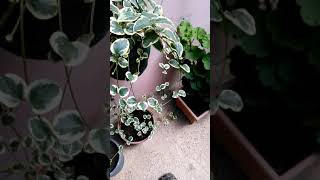 Cezayir menekşesi çoğaltmasi ve nasıl koklenir