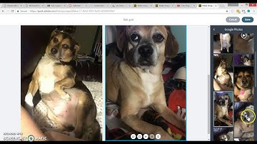 Adobe Spark Page Tutorial Video