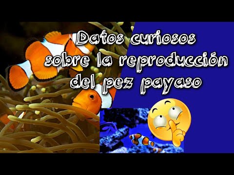 Video: Clownfish - descripción, dónde vive, contenido y datos interesantes