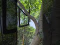 Rapid Rope Hooking via Tree Fork | #Shorts #LifeHacks #OutdoorSkills