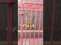 Budgies Are Playing With A Wooden Swing Toy