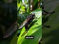 Mosca bot: un depredador bajo tu piel