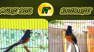 MURAI BATU KOLABORASI GACOR NGEROLL PANJANG #muraibatu #murai #burungkicau