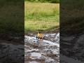New Nala†S Cub Leaps Over A Waterhole 🥠🥠🥠Lion Lioncubs Masaimara Wildlife Nature New Nala†S Cub Leaps Over A Waterhole 🥠🥠🥠Lion Lioncubs Masaimara Wildlife Nature
