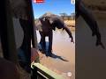 Elephant grab cat fish with his trunk right of the safari cars 🐘🐋 #shortsfeed #viral #shorts