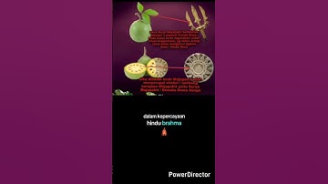 Pusaka Trsula Majapahit & Lambang Majapahit ada yang menyebutnya terinspirasi dari buah Maja. #maja