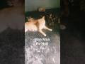 #status #cat #mhn     dosto ma ma he hoti ha 🥺🥺🥺🥺🥺🥺🥺🥺🥺🥺🥺🥺🥺🥺🥺🥺🥺🥺🥺🥺🥺🥺🥺