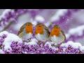 Relaxing Birdsong in the Forest | Peaceful Nature Sounds for Meditation, Sleep and Deep Calm