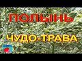 Лечебные Травы. Полынь. Зверобой. Боярышник. Калина. Шиповник. Свойства, применение.