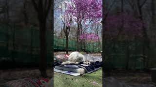 【ルンルンの裏庭】instagramとTikTokにupした縦どり動画 by ルンルンの裏庭 RunRun's backyard 22,683 views 13 days ago 2 minutes, 7 seconds