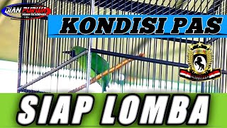 KETEMU SETTINGAN❗INILAH KONDISI BURUNG CUCAK IJO YANG TEPAT SAAT HARUS DILOMBAKAN||KICAUMANIA