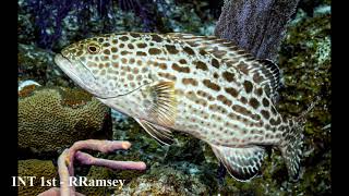 Photo Contest Slideshow 2021 - 3 March