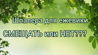 Расположение шпалеры по отношению ряда. Смещать или нет?