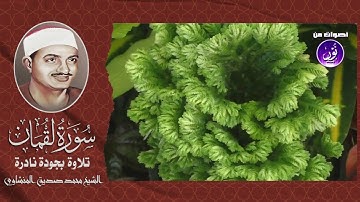 عندما يقرأ المنشاوي فالجميع يستمع مع أروع تلاوة وصايا لقمان لأبنه.mp4