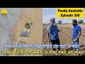 Burning bio farming field in germany  pendu australia episode 305  mintu brar