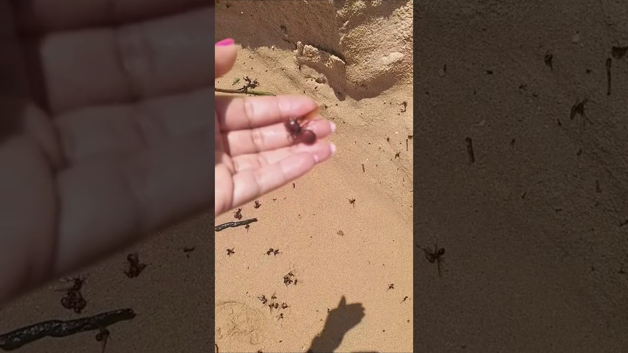 Tanajuras - #cortella #motivação #viralvideo #dificuldades