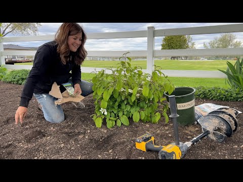 Video: Viburnum Ground Covers - Lär dig om Viburnum-växter som sprider sig