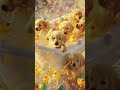 cute. puppy