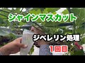 【シャインマスカット】ジベレリン処理1回目