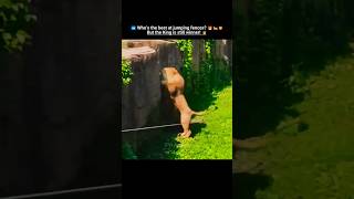 Whos The Best Jumping Fences? Lion Tiger Or Goat