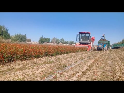 2022 chili harvester hot pepper harvest paprika