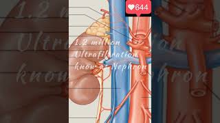 What causes Kidney Stones | The Dr.Binocs Show | Best Learning Video  | Peekaboo Kidz
