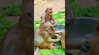 Cara get bored while sitting with team #monkey #shorts #wildlife #monkeytv #reelshorts #babymonkey
