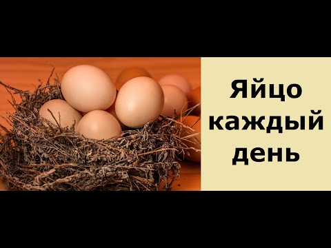 Как получить высокую яйценоскость у кур?От чего зависит цвет яичного желтка?Возраст несушек.Часть 1.