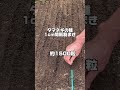 【タマネギの育苗　種まき！タマネギ発芽！】やさい塾の育苗方法紹介　サステナブルな家庭菜園 #shorts