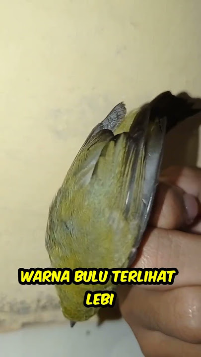 5 CARA MEMILIH PLECI JANTAN OMBYOKAN DI JAMIN AKURAT || CIRI-CIRI PLECI JANTAN. Zosterops