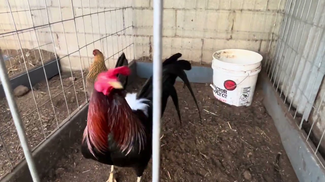 Un Viernes 13 En El Corralito 🐓 ☘️ 2-13-26 #chicken #parati 