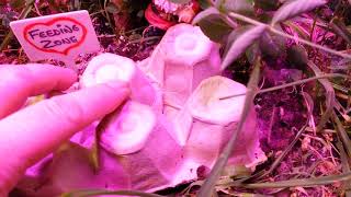 2020 Indoor Cannabis grow update #5a Feb 12th Canadian Girl Grower Gingasnapz 😉 be 4 Transplant 21+