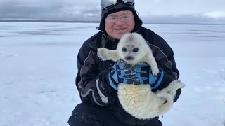 Part 2 - Camera Team Rescues Baby Seal From A Polar Bear