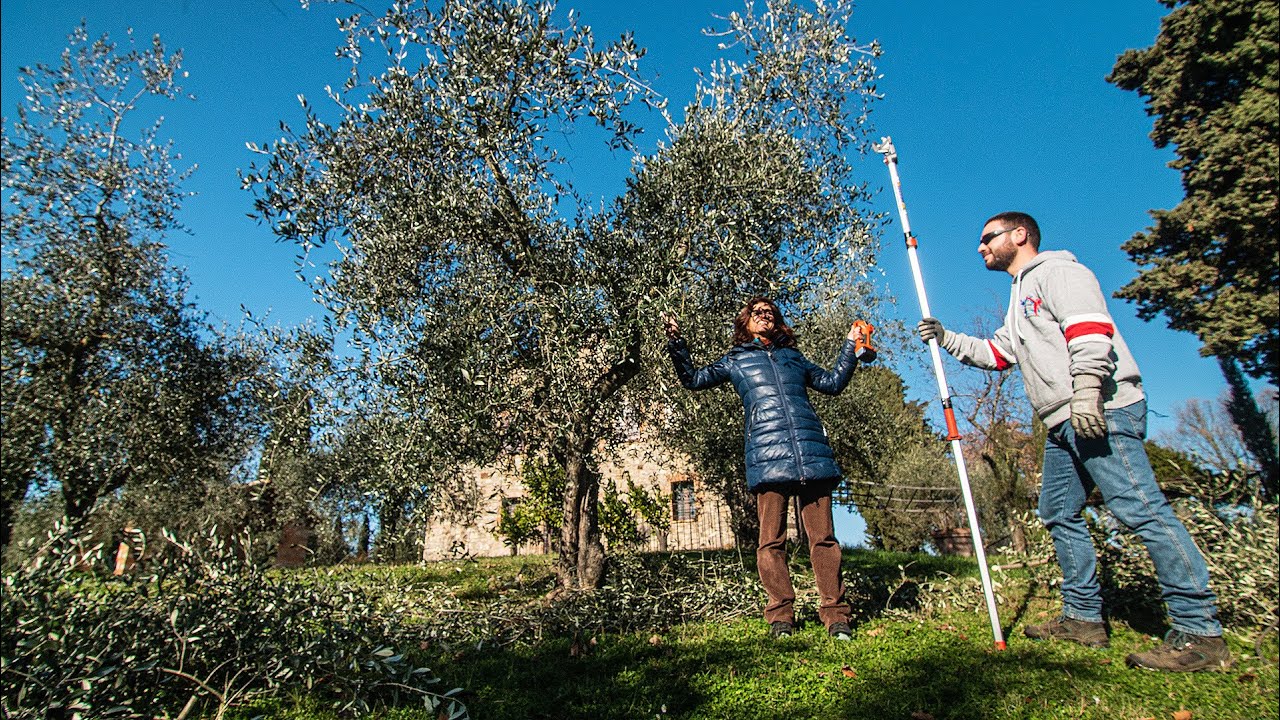 POTARE L'OLIVO A VASO POLICONICO SEMILIBERO 🌳