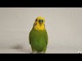 Наш новый попугайчик Тюка 😍❤️ /Мои Волнистики🦜🦜🦜🦜