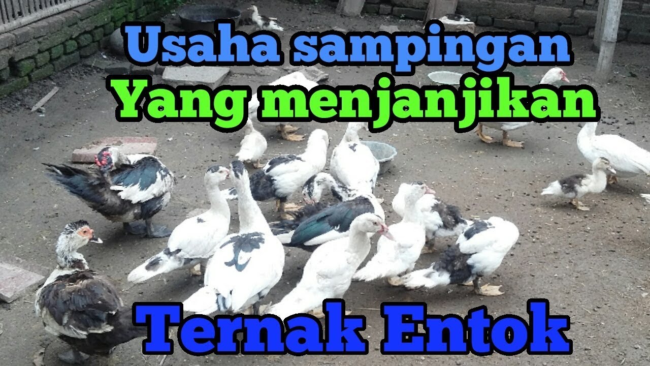 review kasih makan ternak entok ( angsa ) 