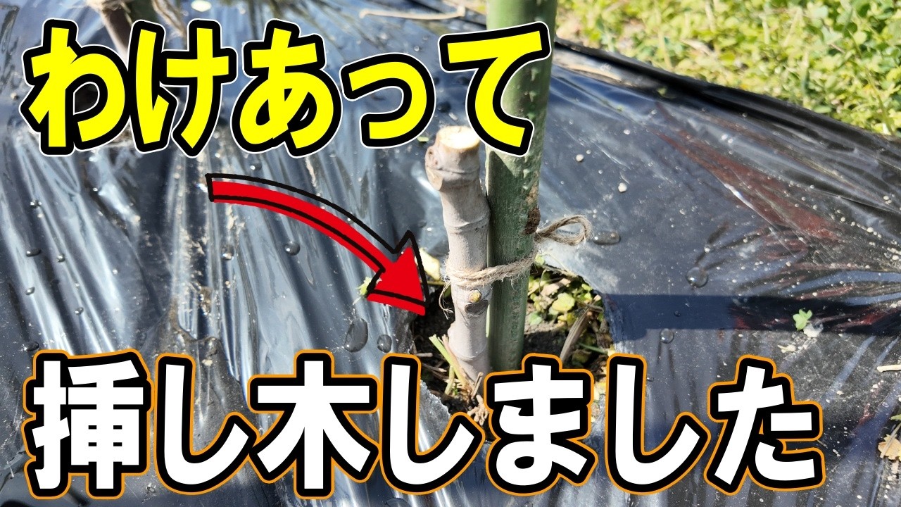 Fruit Tree Cuttings] I'm going to try propagating figs, grapes