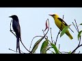 Raptor Shikra and Black Drongo & Indian golden oriole  activity