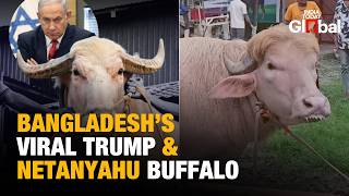 Famous ‘Trump’ And ‘Netanyahu’ Buffaloes Become Viral Attractions In Bangladesh Wealth